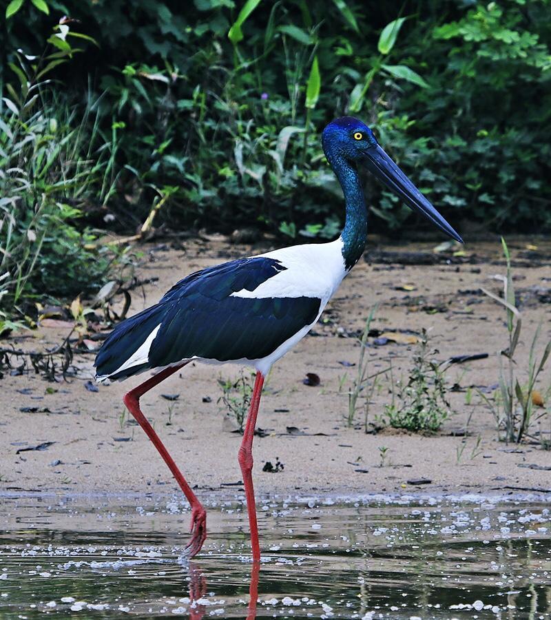 Egrets Rest Villa Daintree Exterior photo