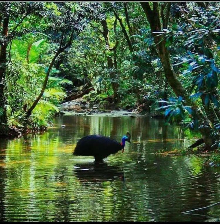 Egrets Rest Villa Daintree Exterior photo