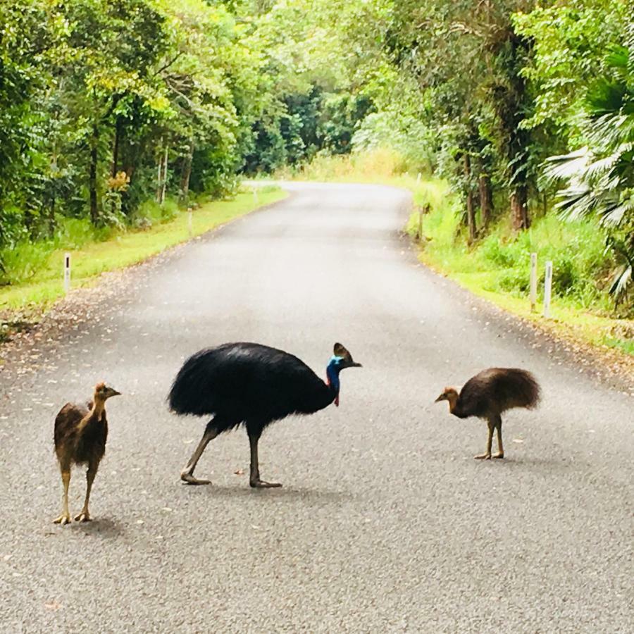 Egrets Rest Villa Daintree Exterior photo